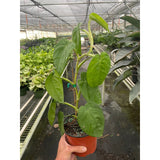 Syngonium 'Ice Frost'