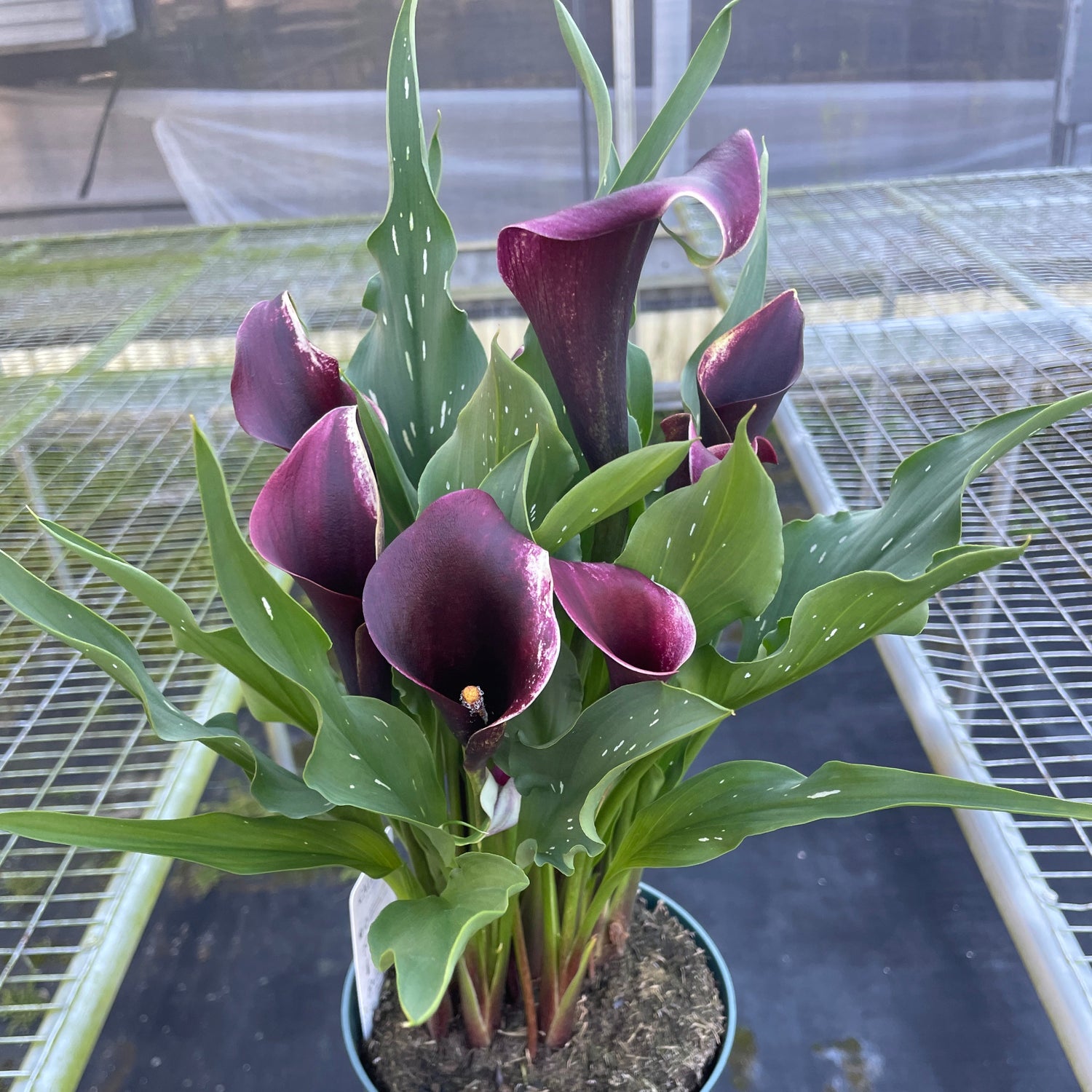 Calla Lily