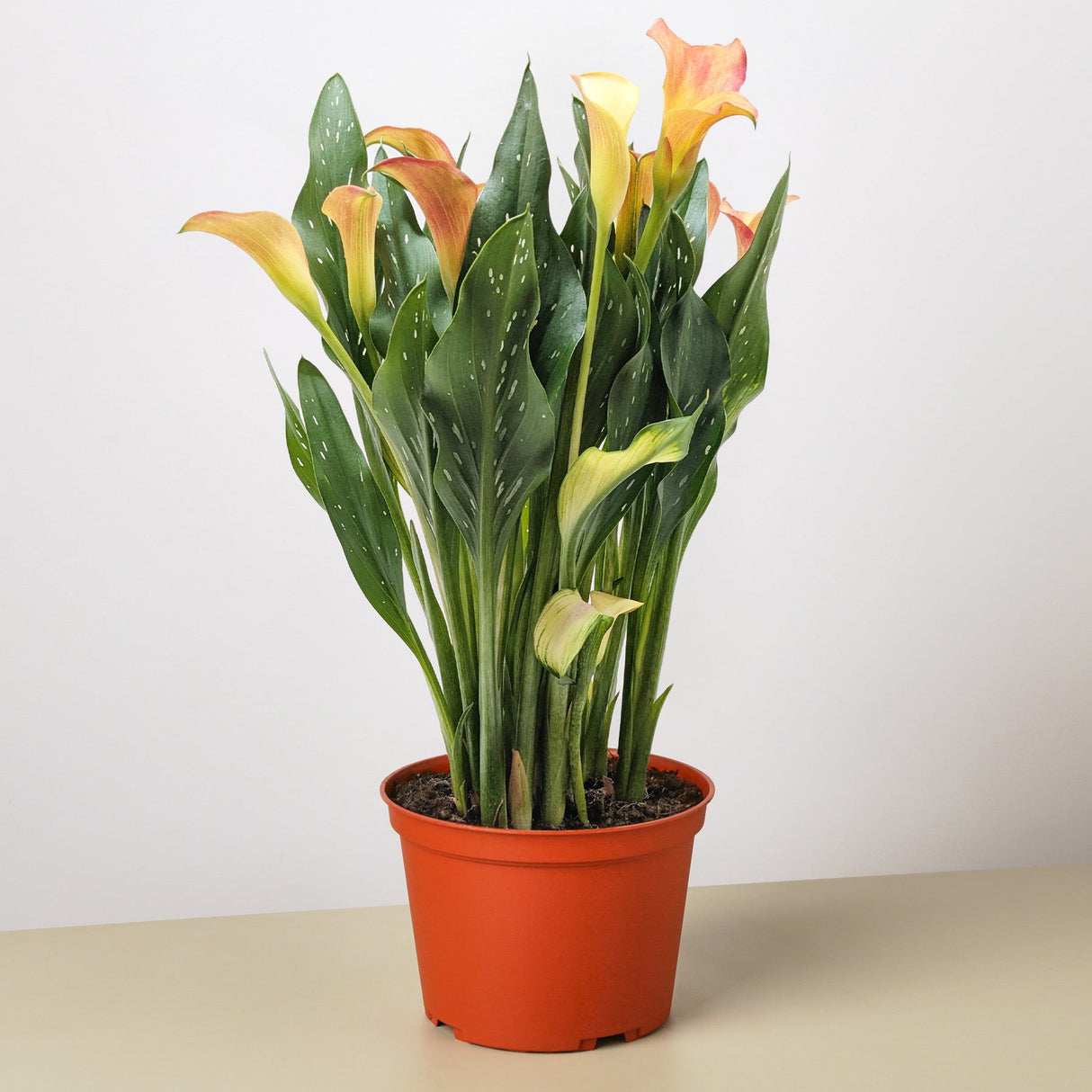 Calla Lily