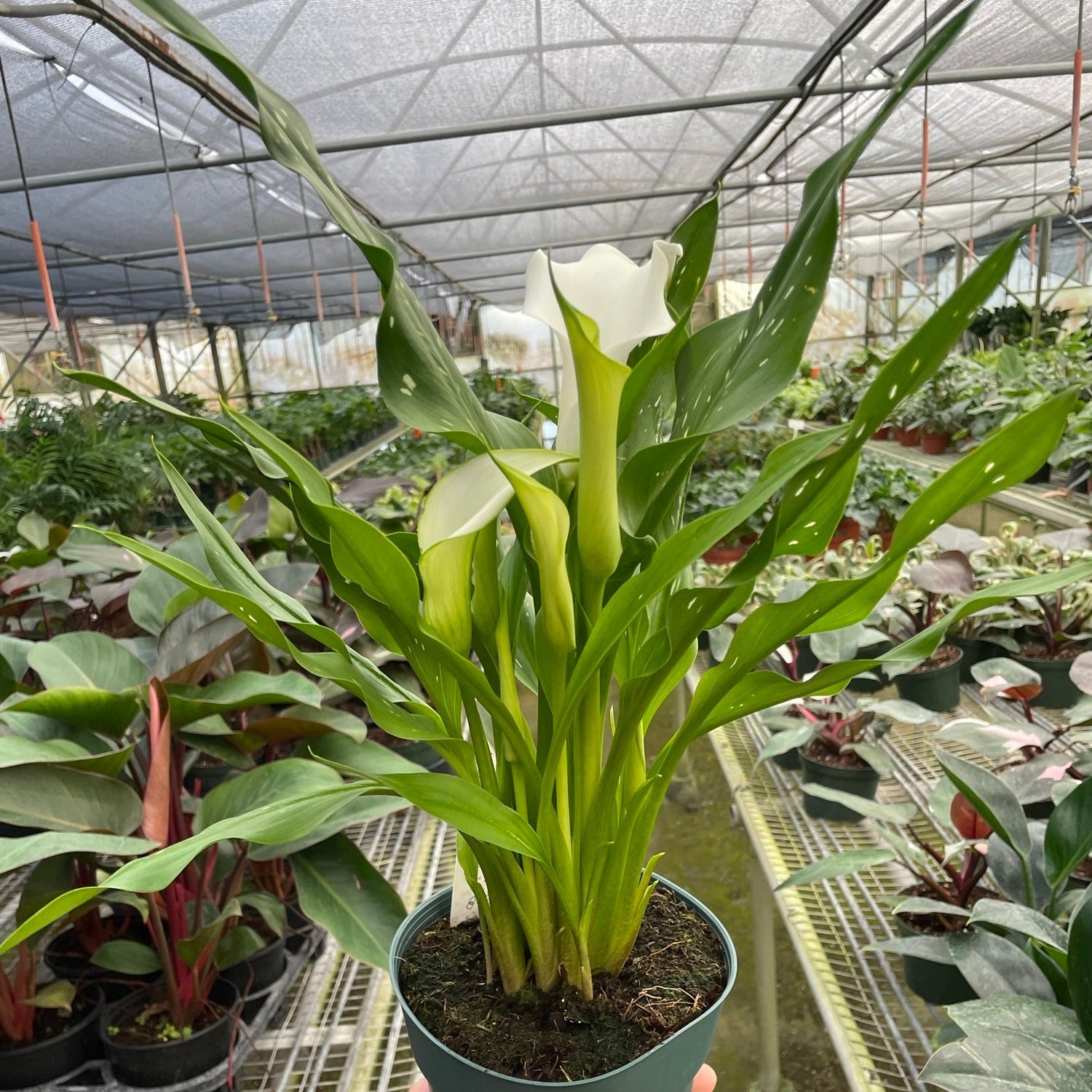 Calla Lily
