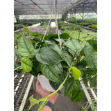 Monstera 'Siltepecana'