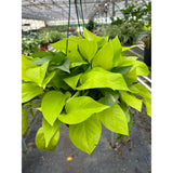 Pothos 'Neon'