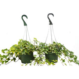 2 English Ivy Variety Pack - FREE Care Guide - 6" Hanging Pot