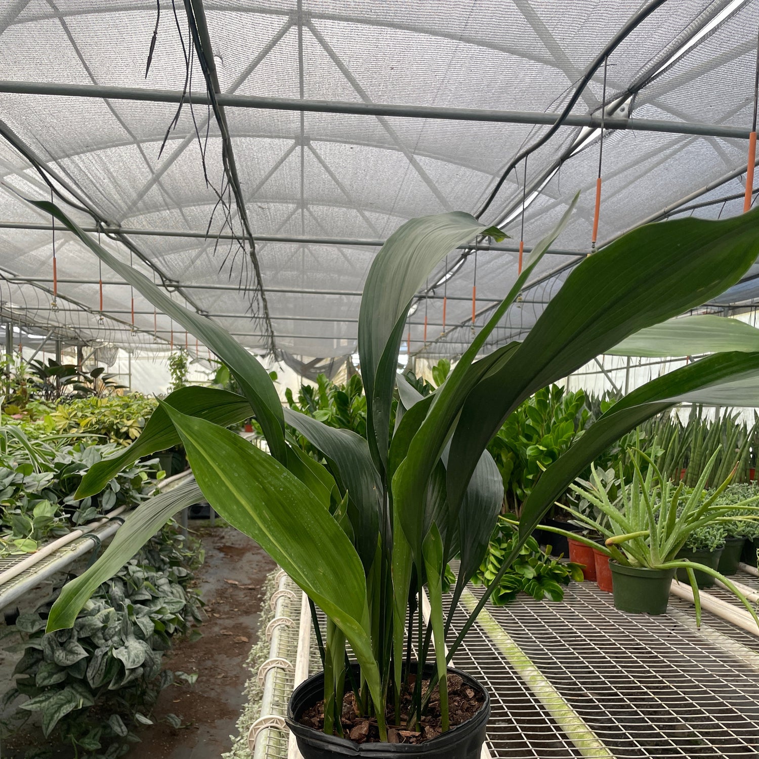 Aspidistra 'Cast Iron'