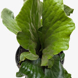 Fern 'Elephant'