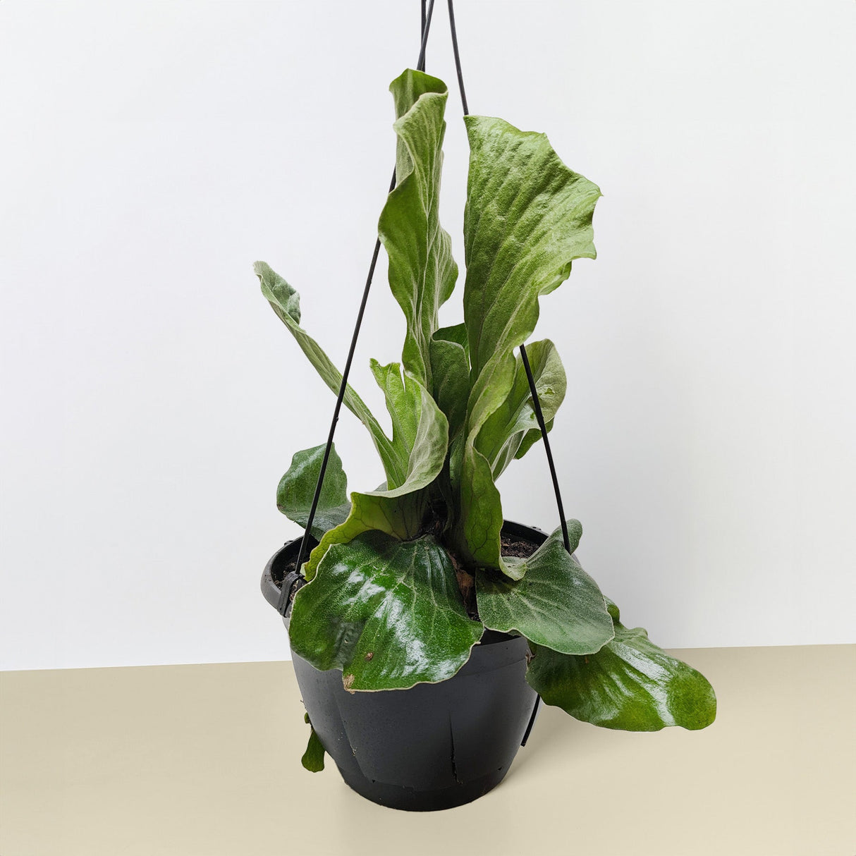 Fern 'Elephant'