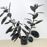 Ficus Elastica 'Burgundy'