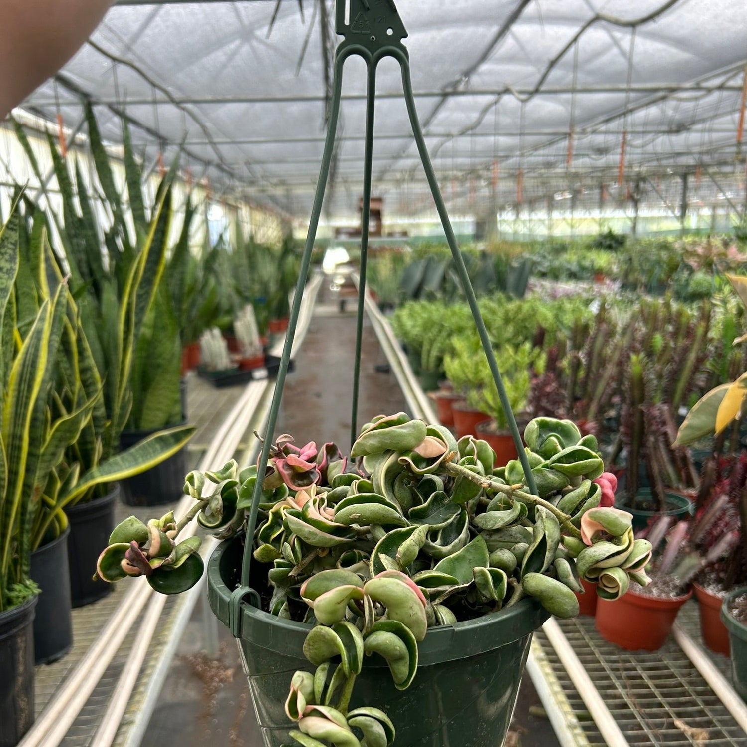 Hoya 'Rope Plant' Variegated