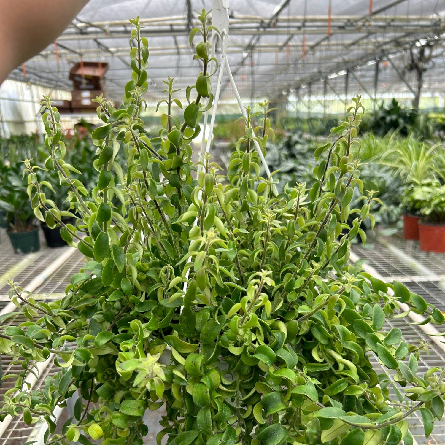 Curly Lipstick Plant