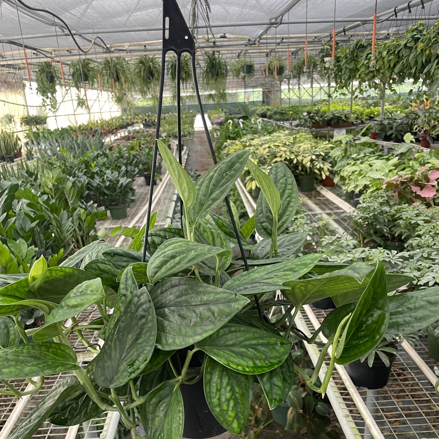 Monstera 'Peru'