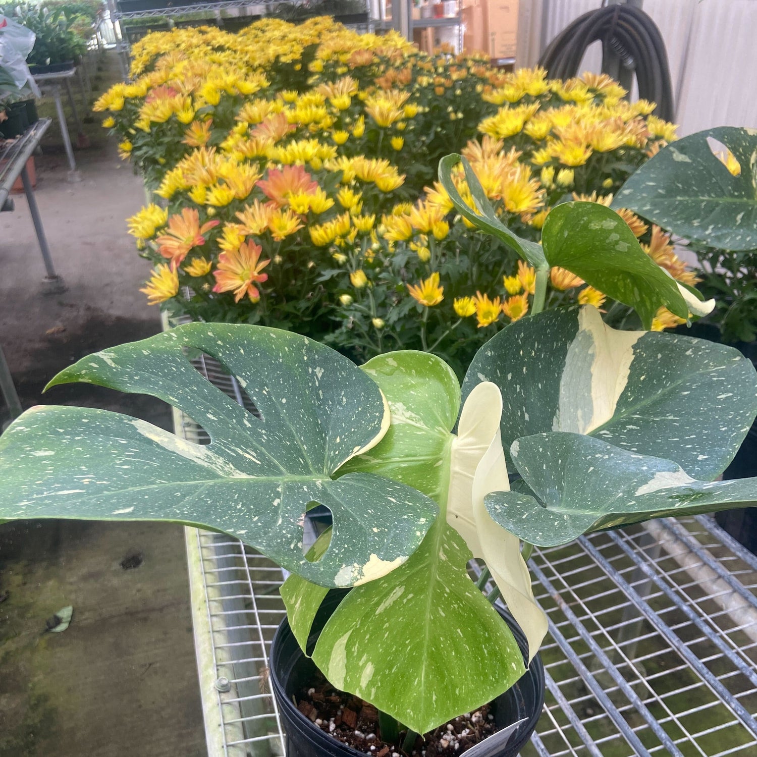 Monstera 'Thai Constellation'