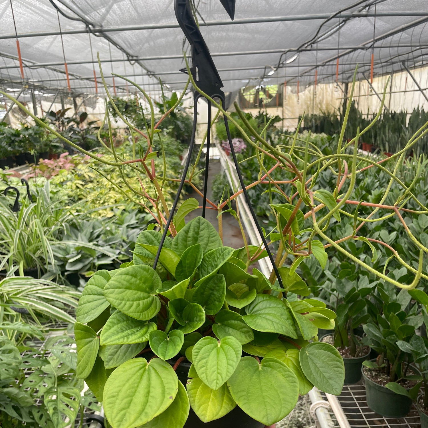 Peperomia 'Rana Verde'