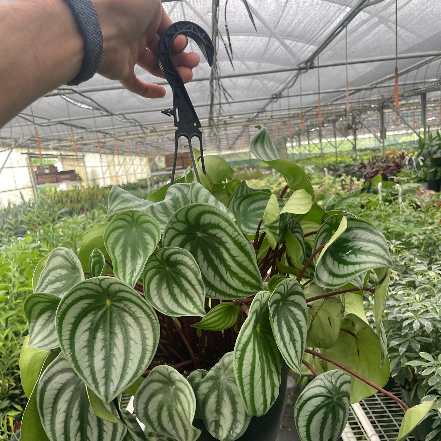 Peperomia 'Watermelon Variegated'