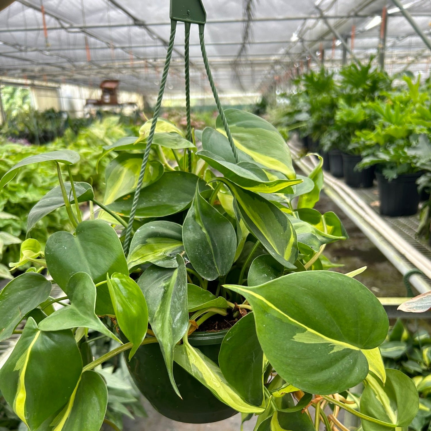 Philodendron 'Brasil'