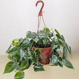 Philodendron Cordatum 'Heartleaf'