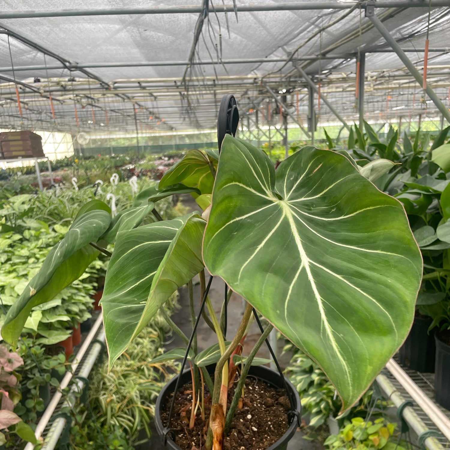 Philodendron 'Gloriosum'