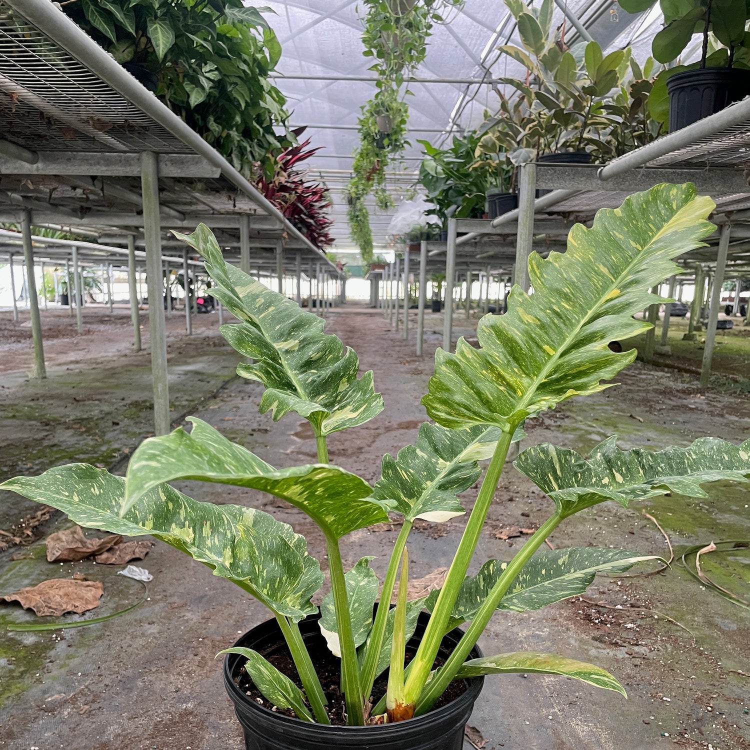 Philodendron 'Variegated Ring of Fire '