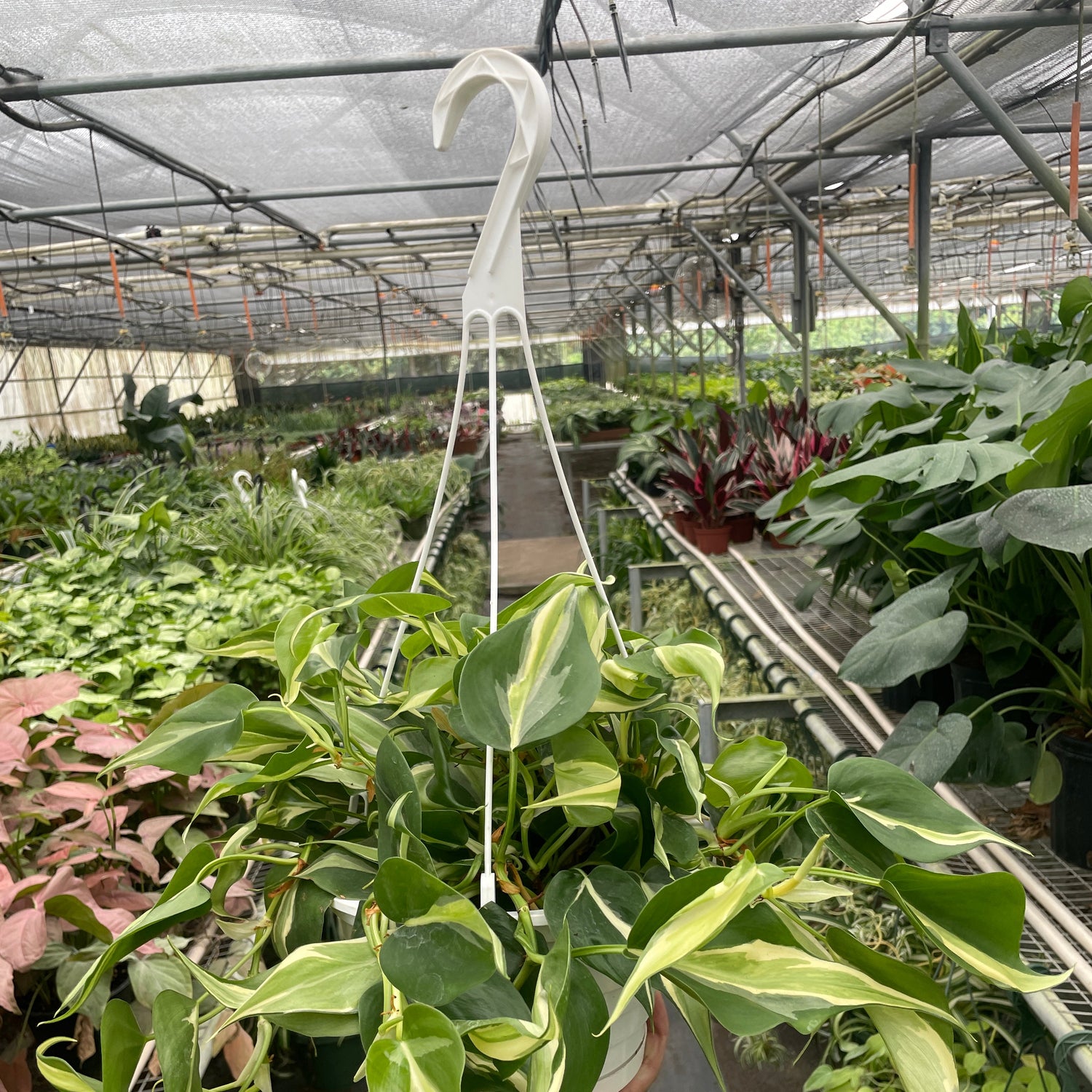 Philodendron 'Silver Stripe'