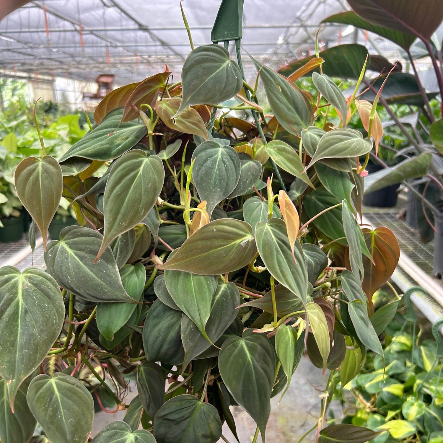 Philodendron 'Velvet'