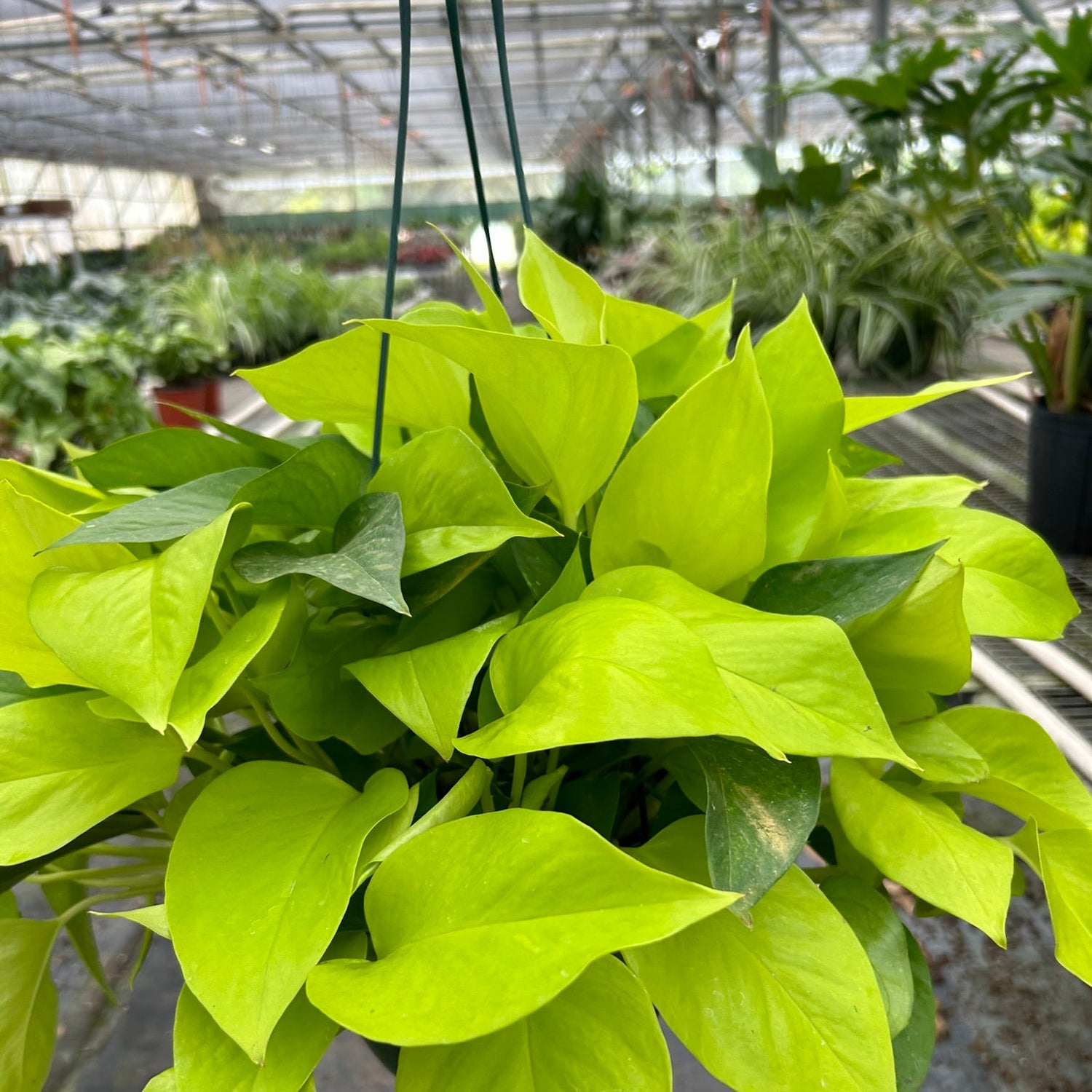 Pothos 'Neon'