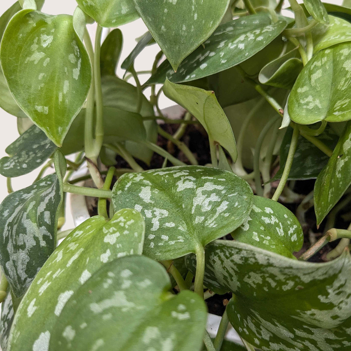 Pothos 'Satin'