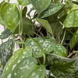 Pothos 'Satin'