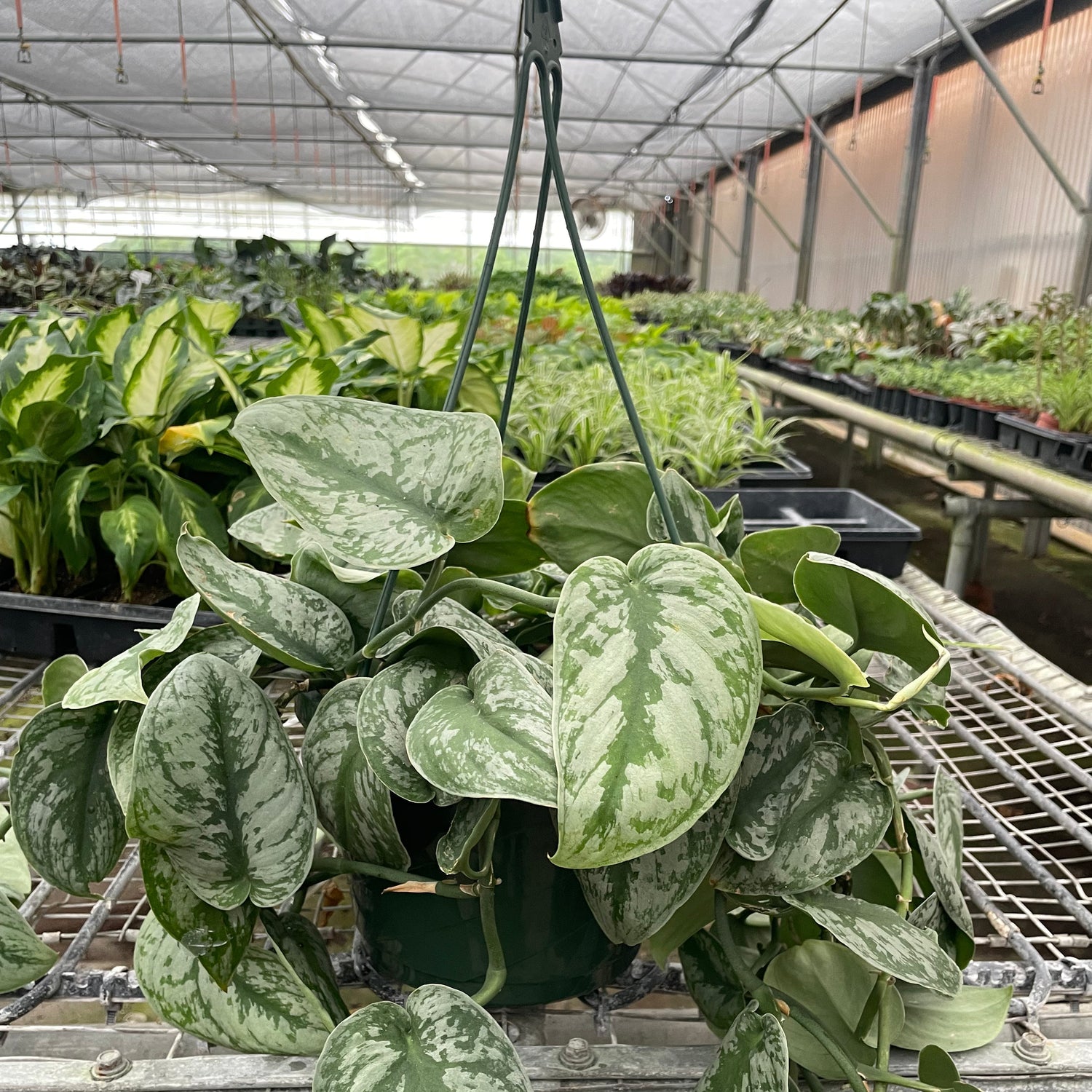 Pothos 'Silver Splash'