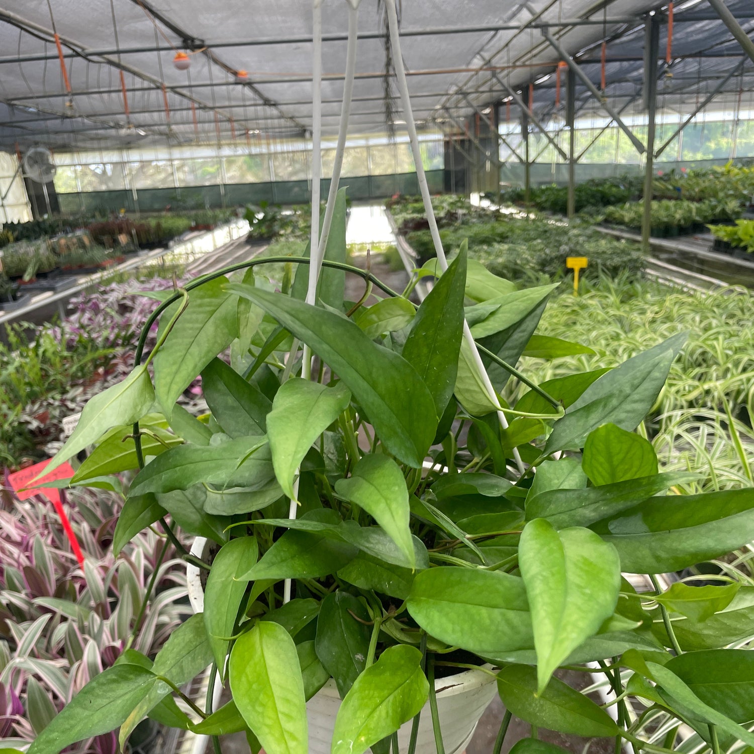 Pothos 'Skeleton Key'