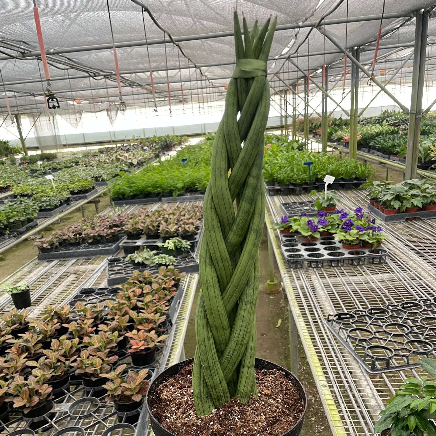 Snake Plant 'Braided'