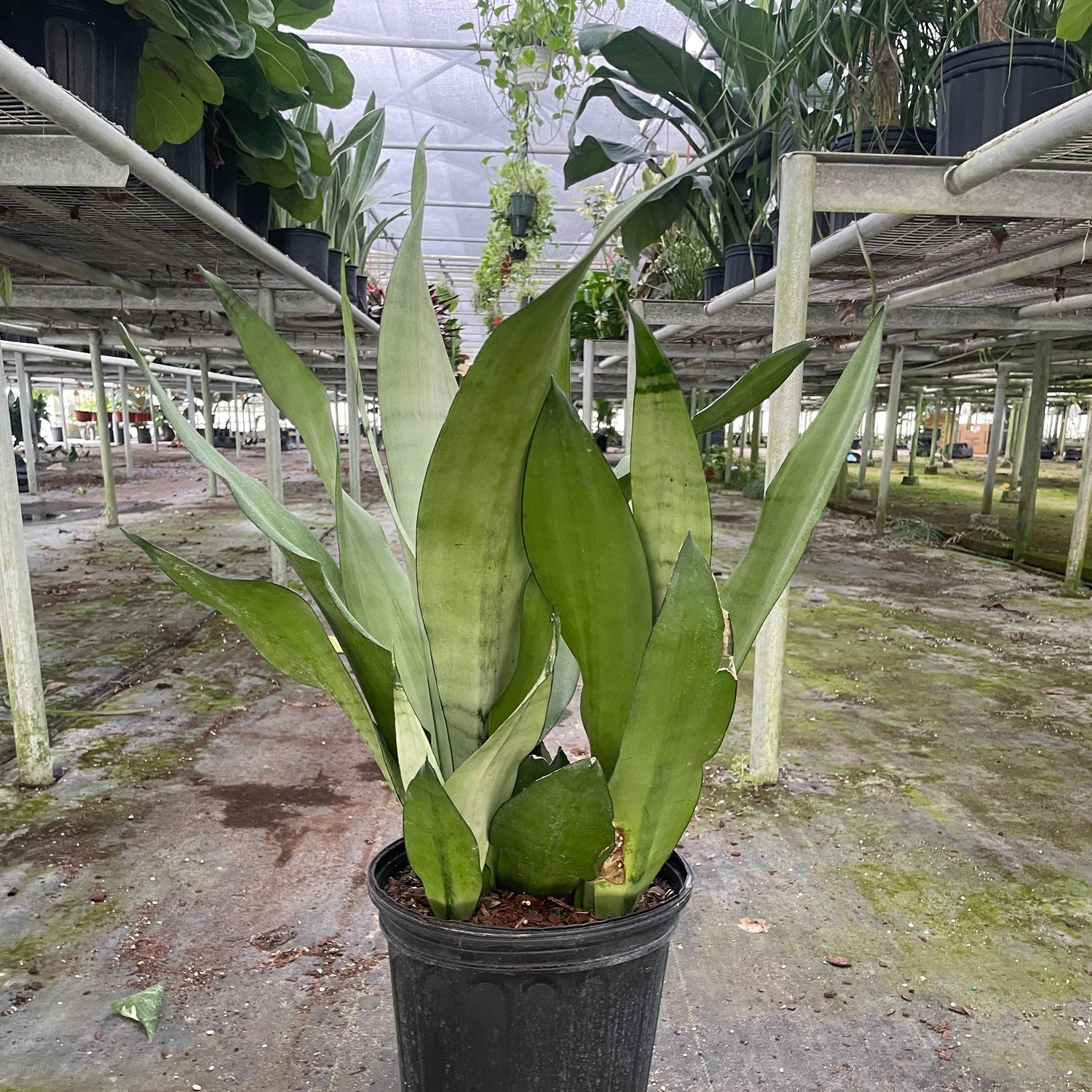 Snake Plant 'Moonshine'