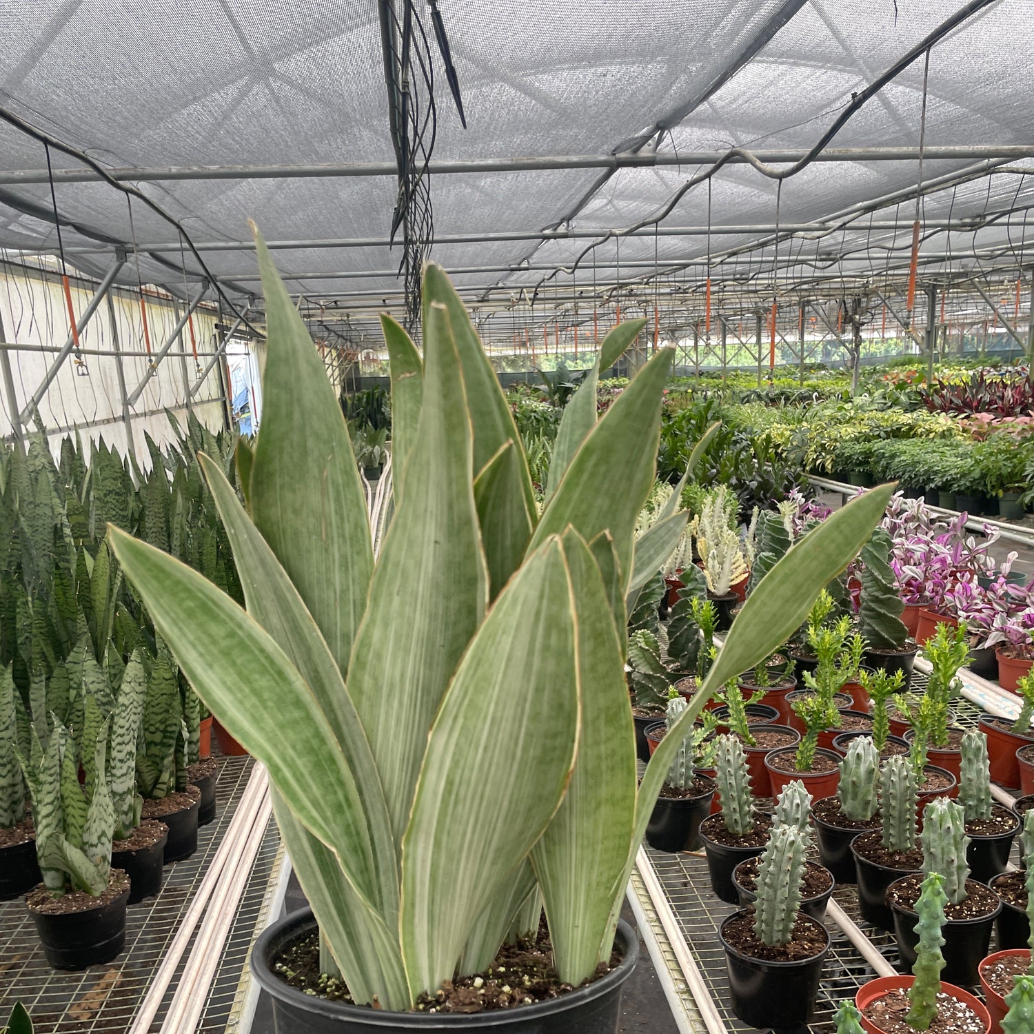 Snake Plant 'Sayuri'