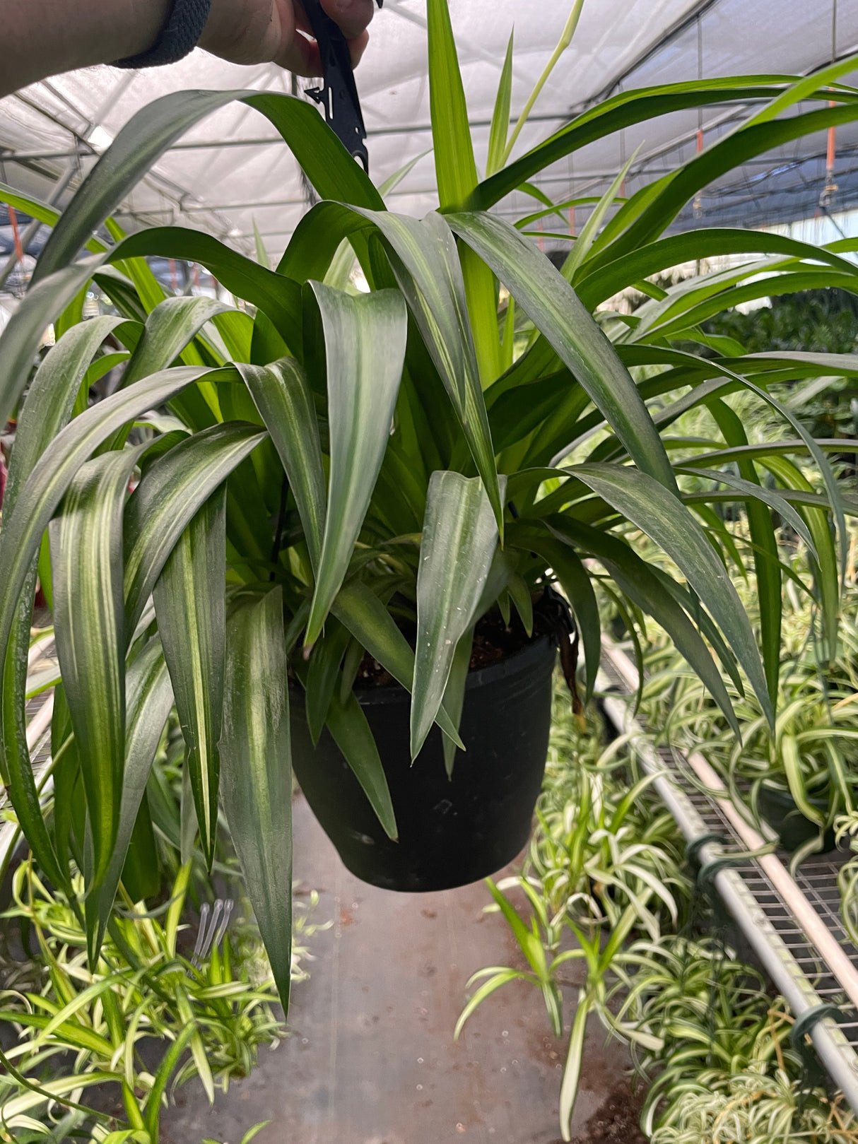 Spider Plant 'Hawaiian'