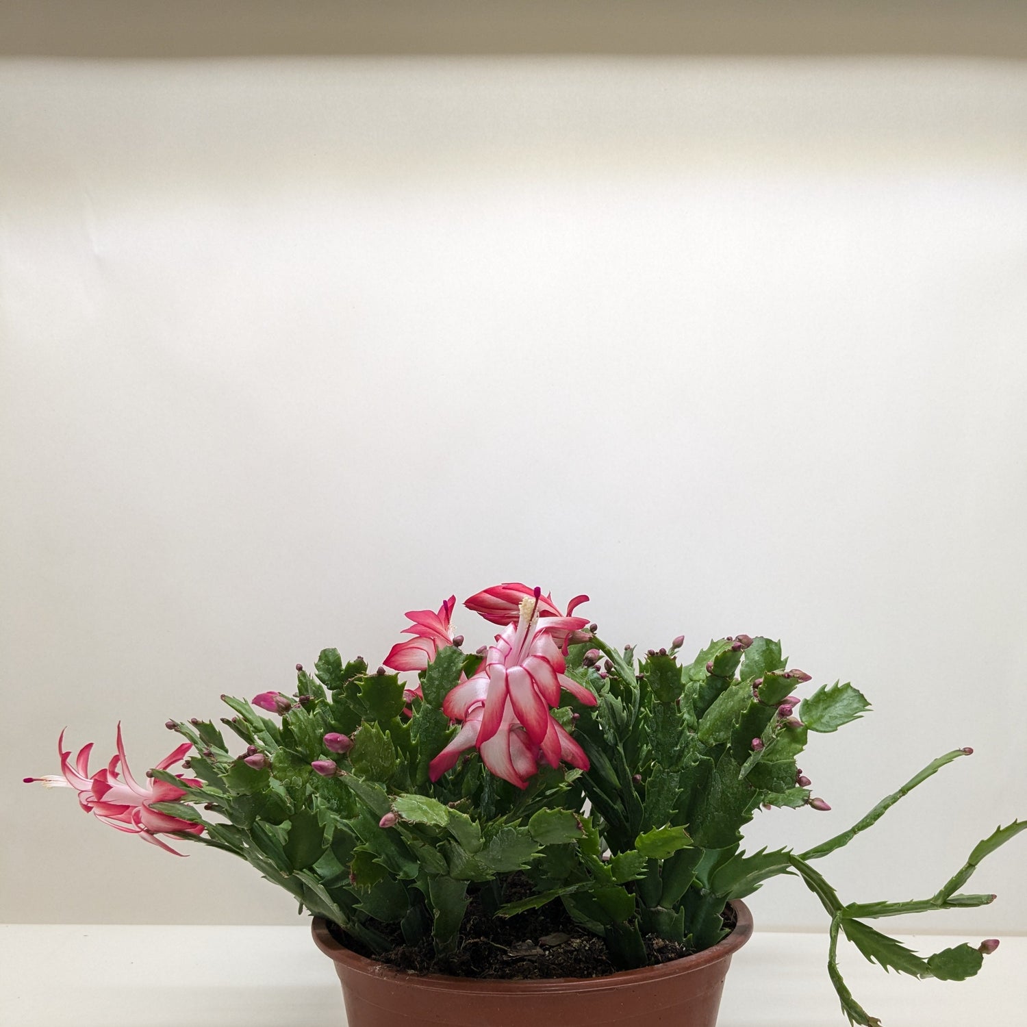 Zygocactus 'Christmas Cactus'