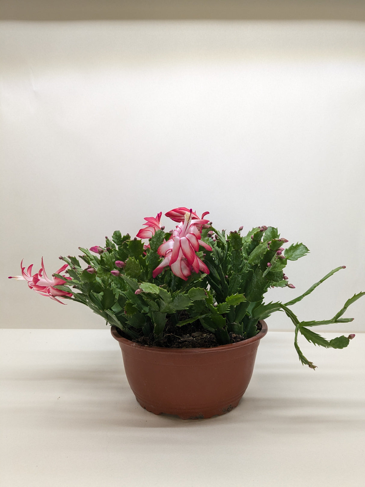 Zygocactus 'Christmas Cactus'