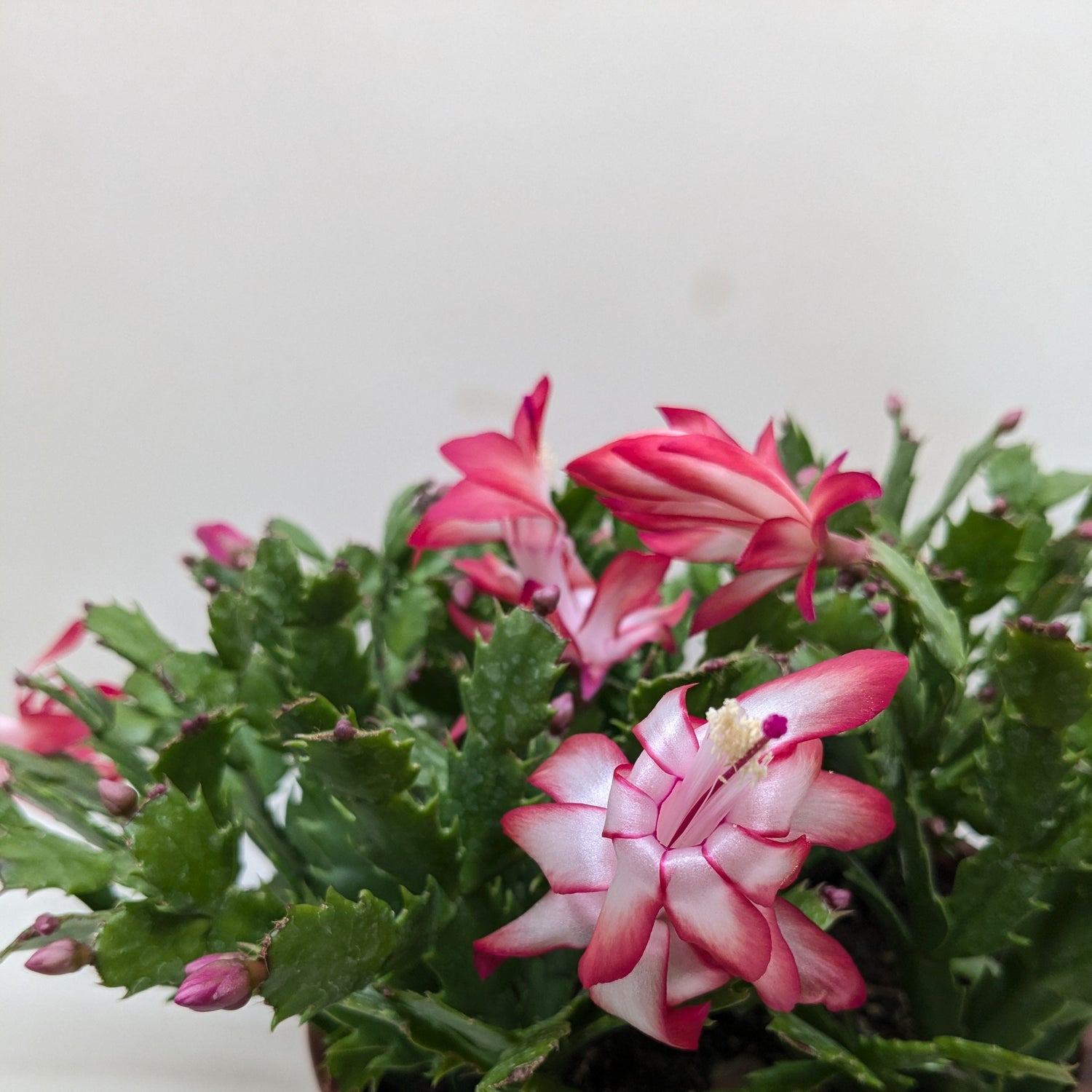 Zygocactus 'Christmas Cactus'