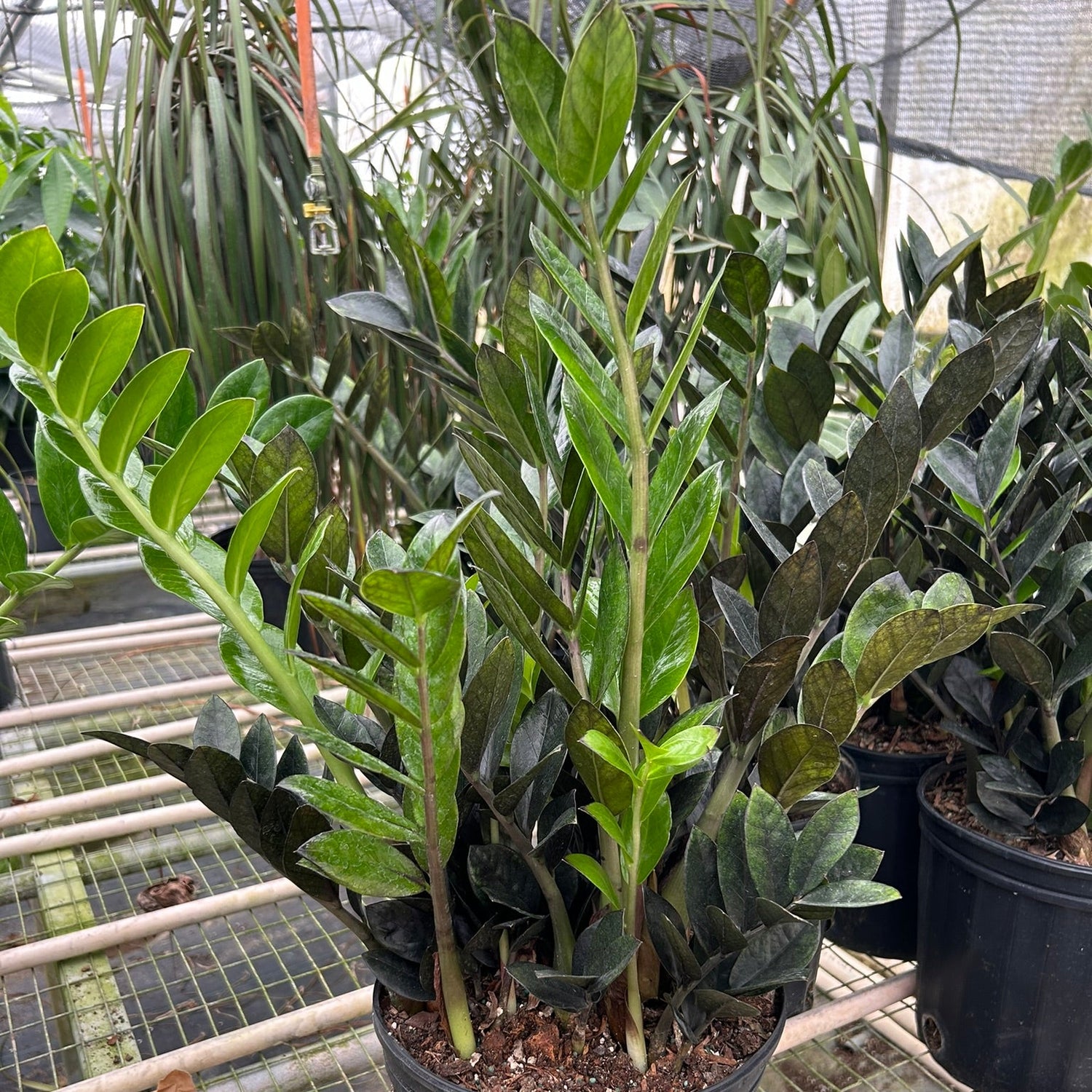 ZZ Zamioculcas 'Black Queen'