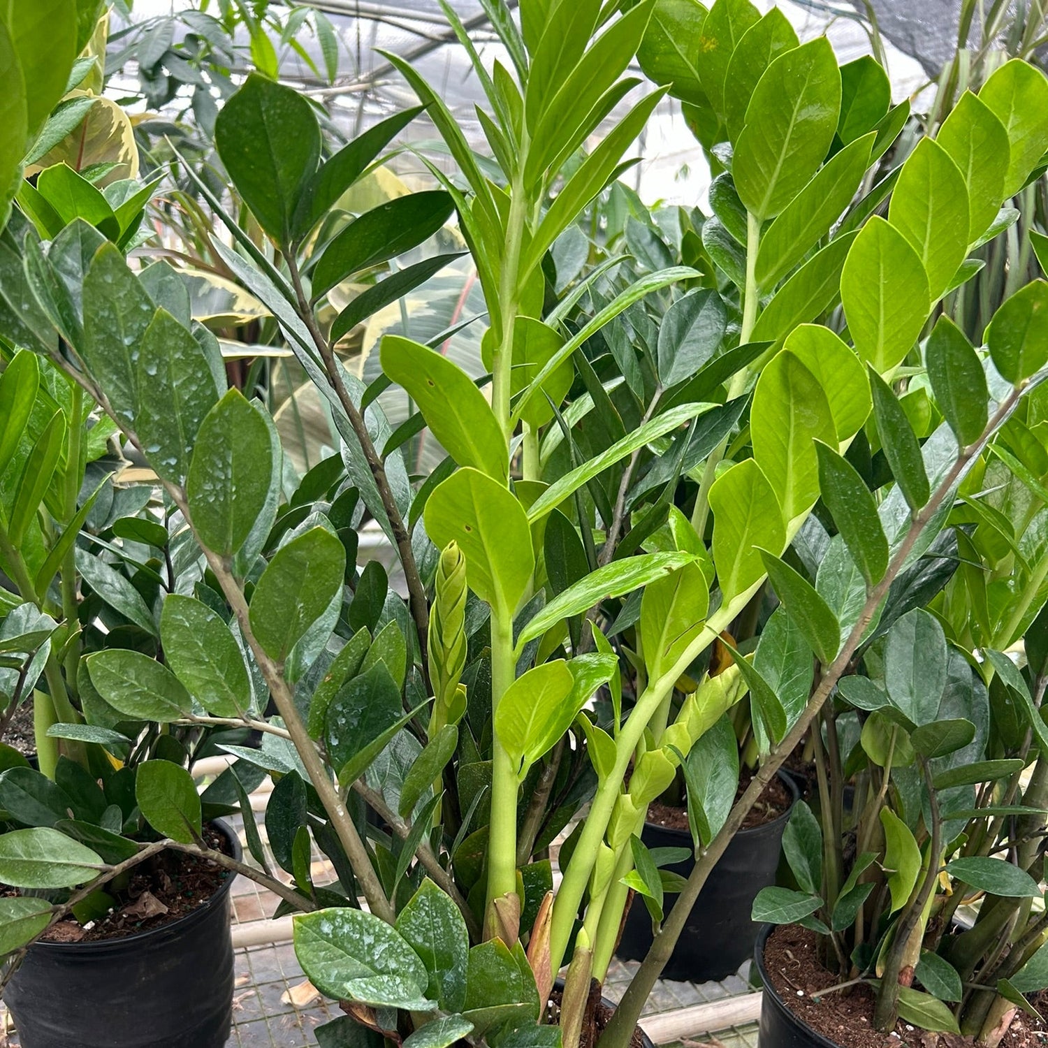 Zamioculcas Zamiifolia 'ZZ'