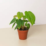 Philodendron 'Fuzzy Petiole'