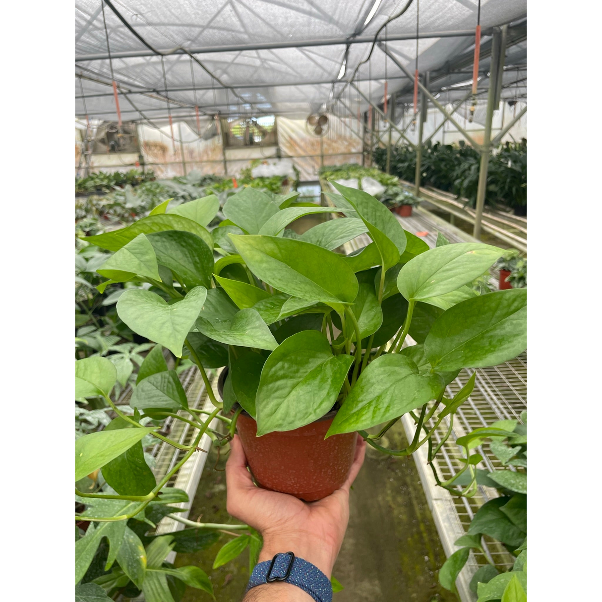 Pothos 'Green Queen'