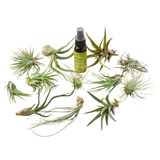 12 Tillandsia Air Plant Variety Pack with Spray Bottle