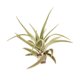 10pk Veluntina Air Plants