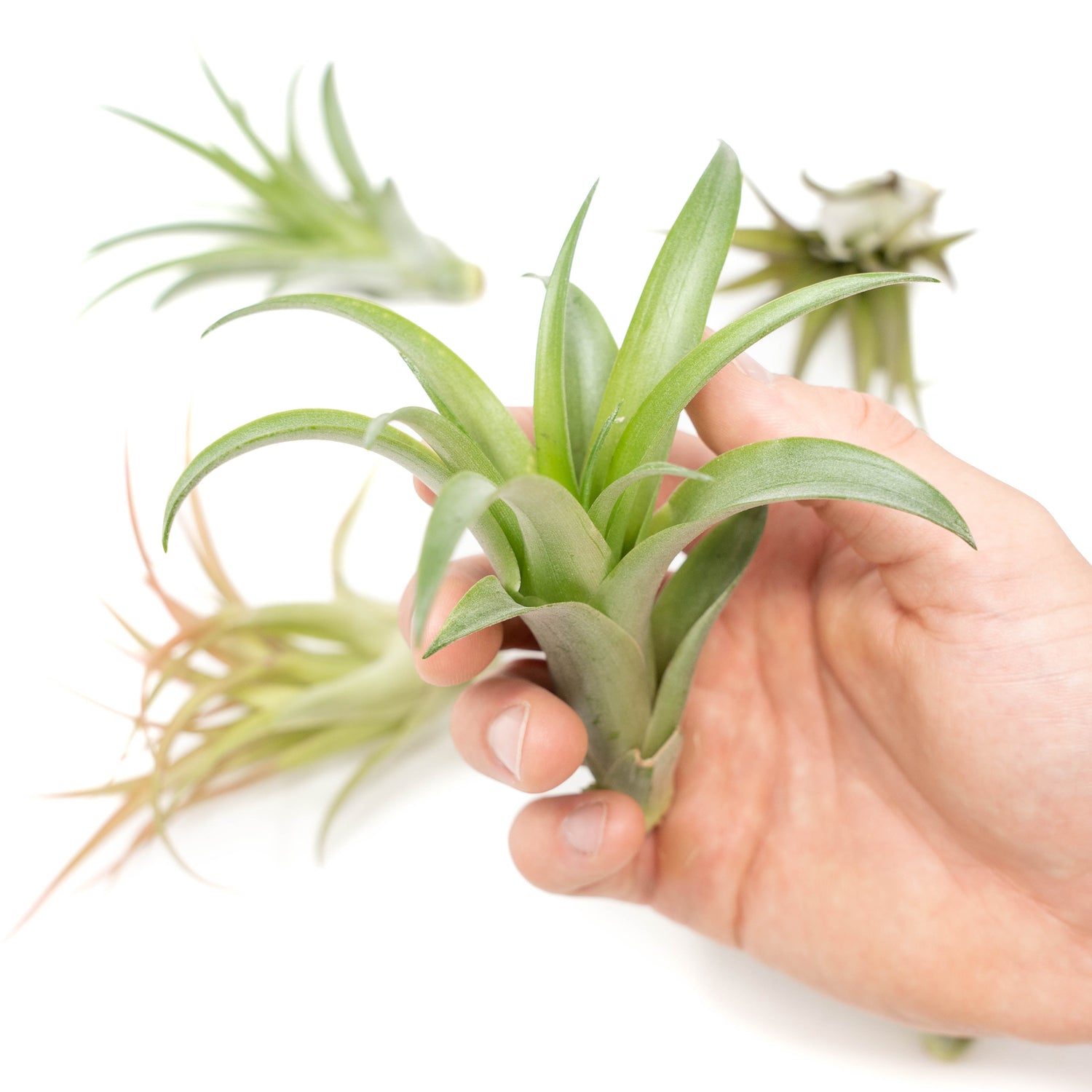 SALE - Tillandsia Abdita Brachycaulos Air Plants -  Set of 10, 20 or 30 - 60% Off