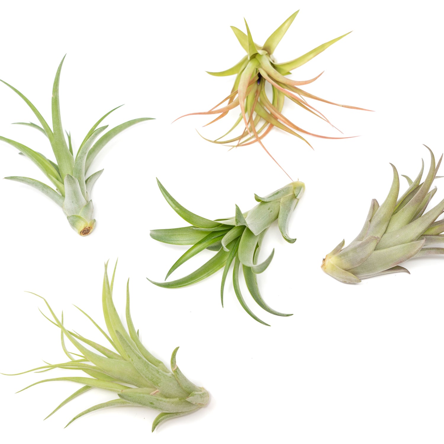 SALE - Tillandsia Abdita Brachycaulos Air Plants -  Set of 10, 20 or 30 - 60% Off