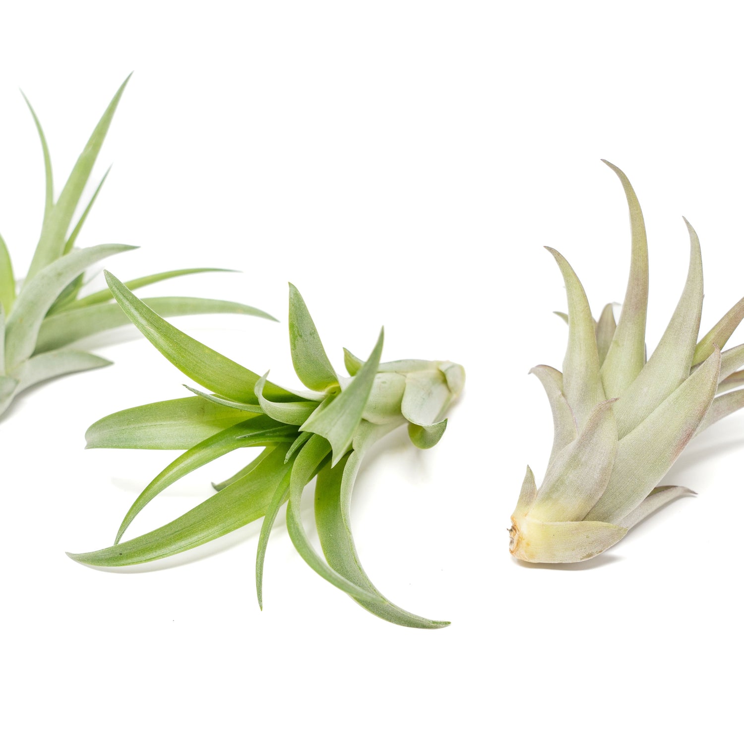 Large Tillandsia Abdita Brachycaulos Air Plants / 5-6 Inch Plants