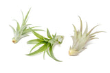 SALE - Tillandsia Abdita Brachycaulos Air Plants -  Set of 10, 20 or 30 - 60% Off