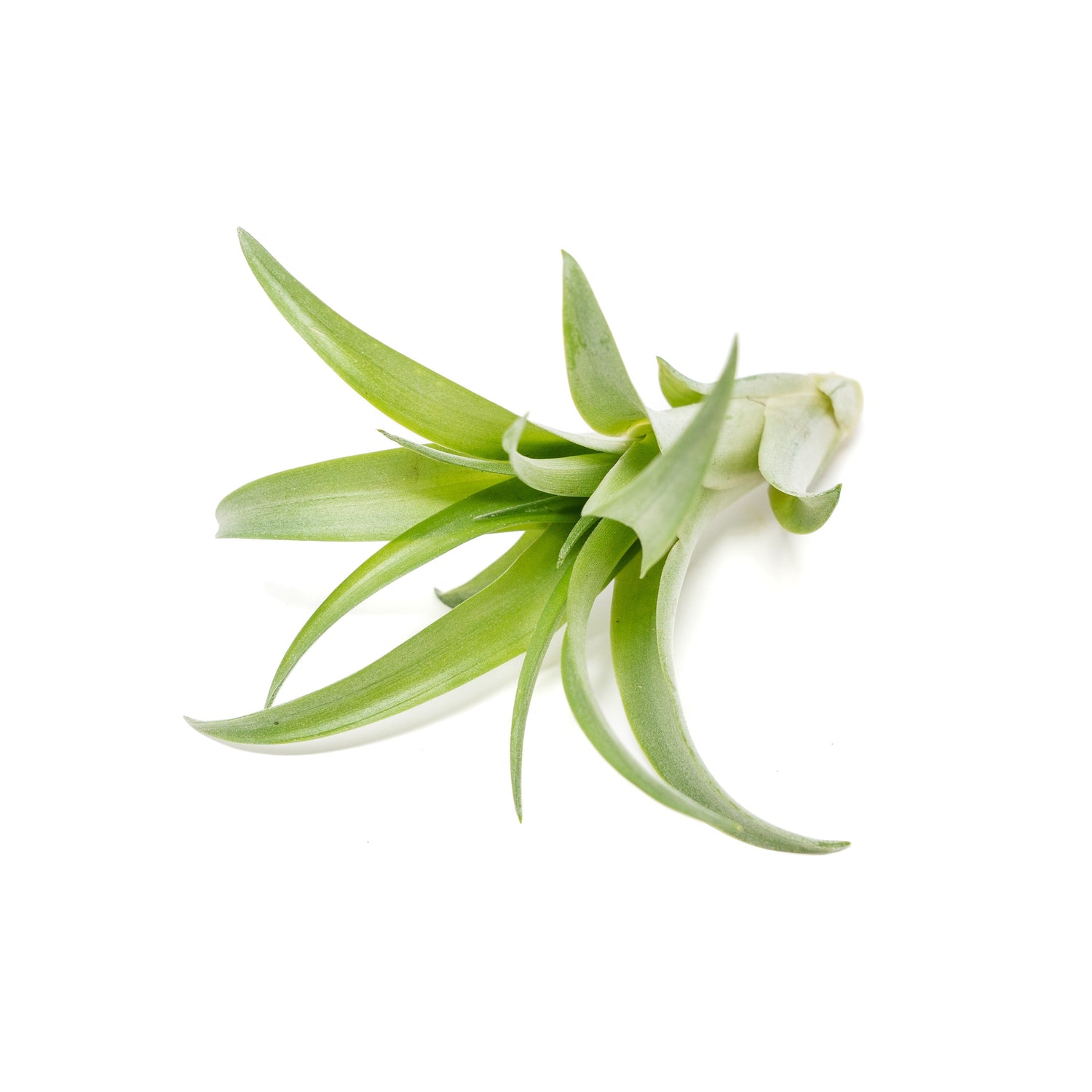 SALE - Tillandsia Abdita Brachycaulos Air Plants -  Set of 10, 20 or 30 - 60% Off