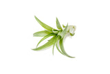 Tillandsia Abdita Brachycaulos Air Plants