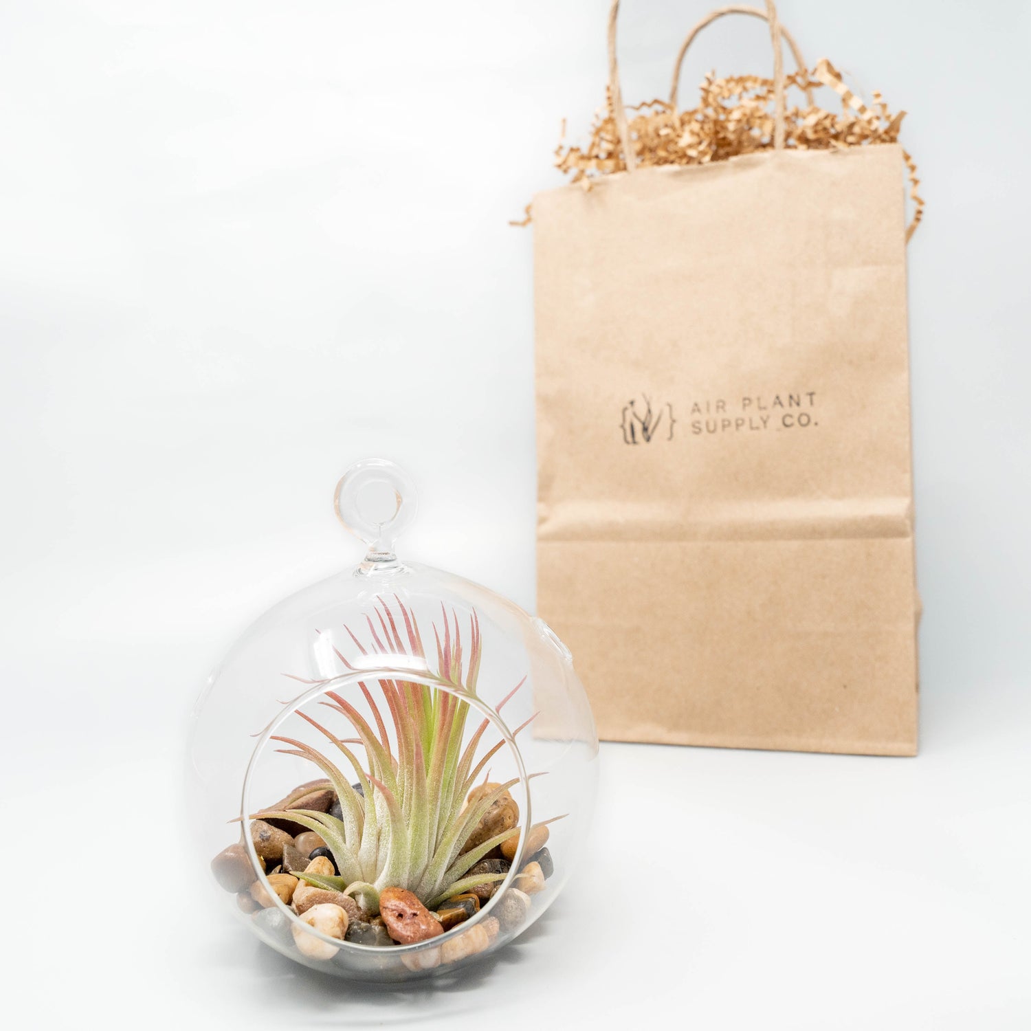 Gift Wrapped Terrarium Kits with Tillandsia Air Plants