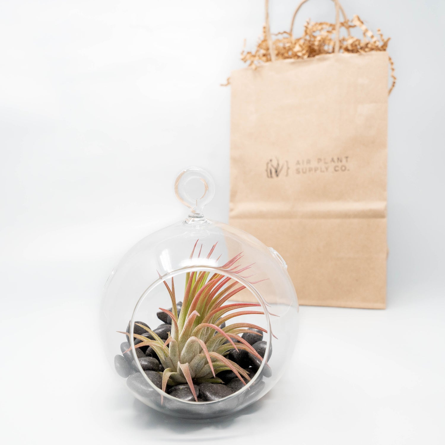 Gift Wrapped Terrarium Kits with Tillandsia Air Plants