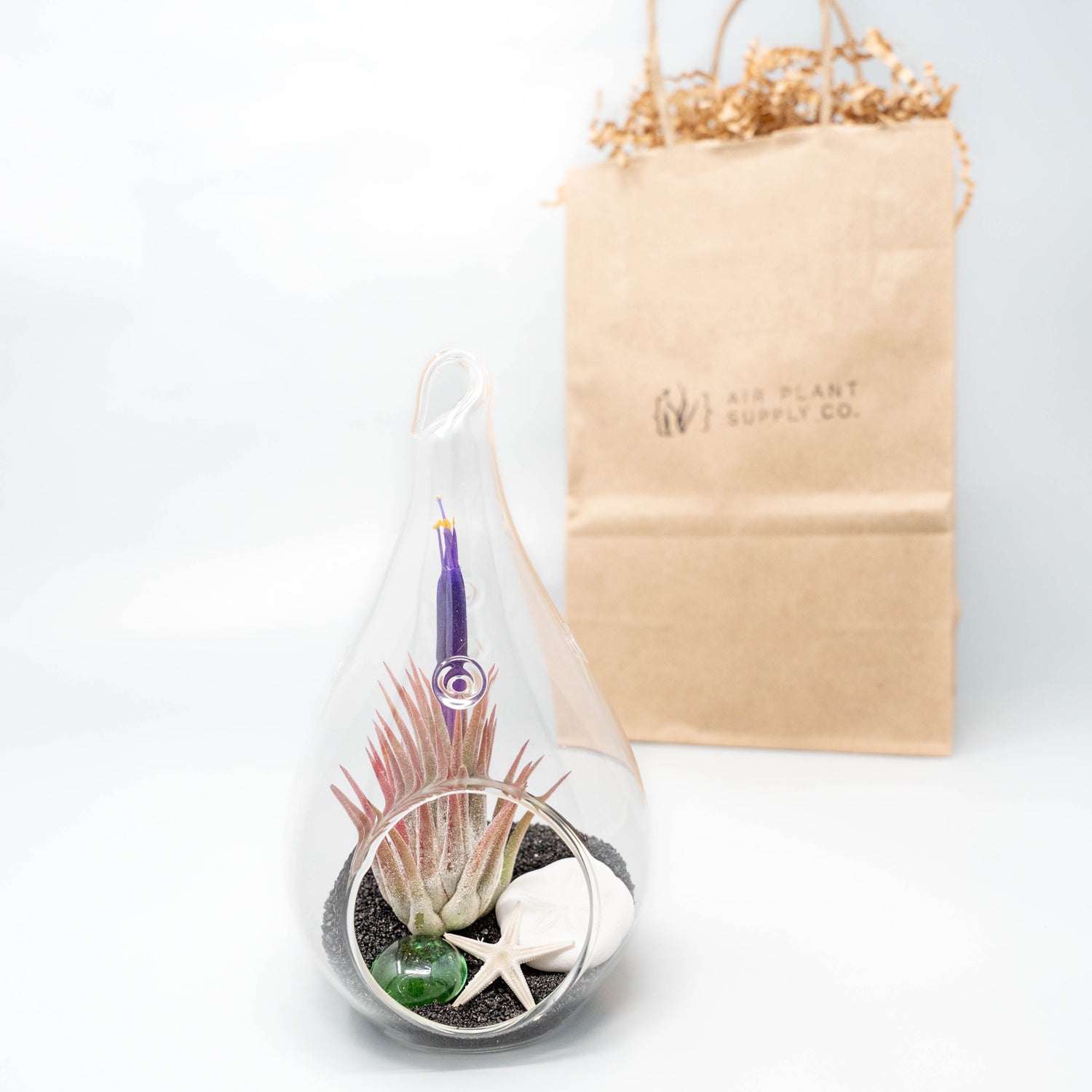Gift Wrapped Terrarium Kits with Tillandsia Air Plants